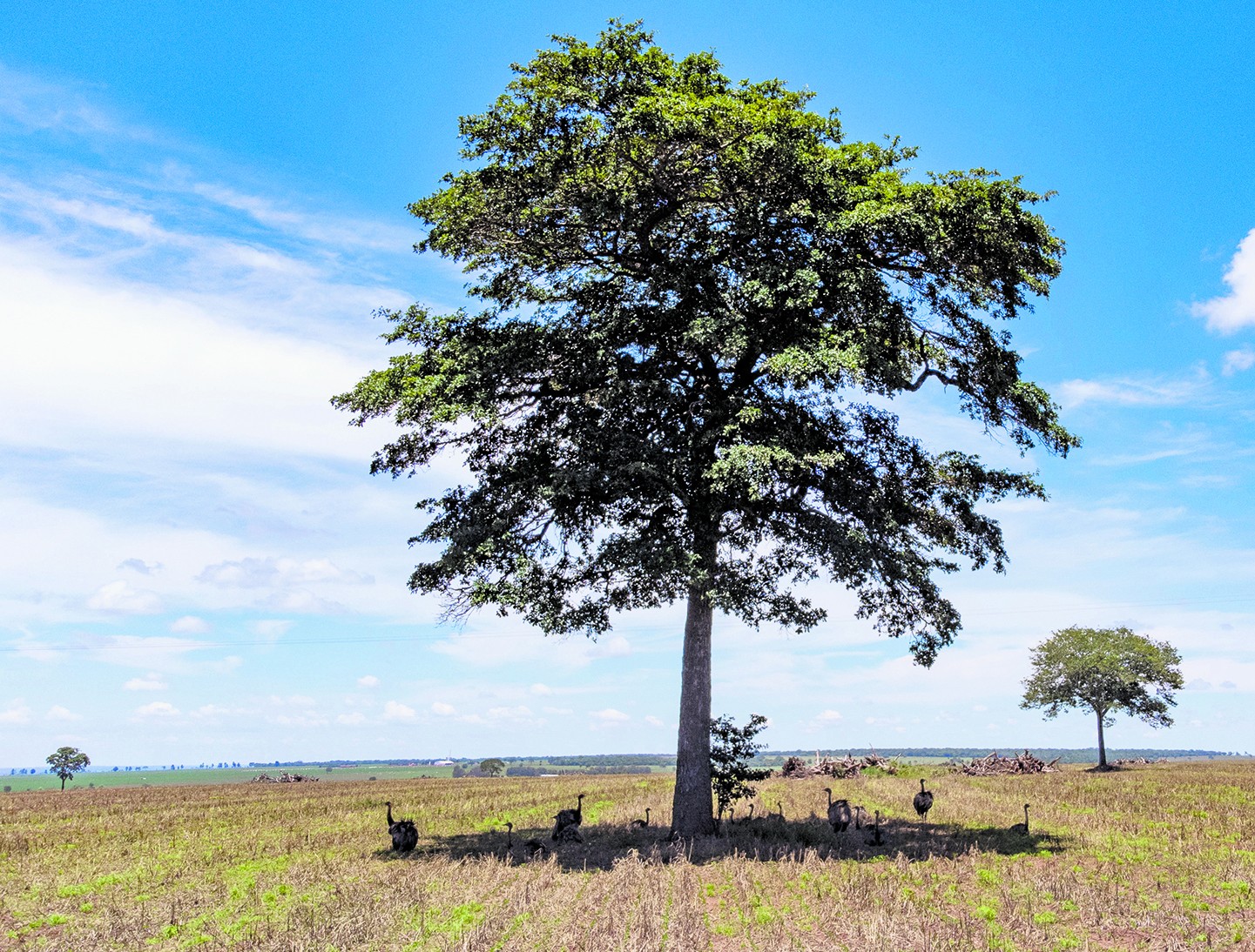 Da guerra fiscal ao incentivo climático