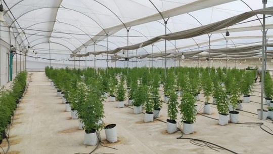Mineira Ease Labs adquire a colombiana CCC, especializada em desenvolver a planta da cannabis
