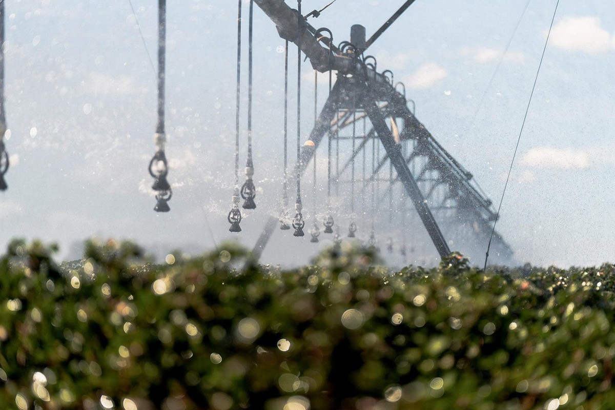 Agricultura se adapta a um clima cada vez mais imprevisível