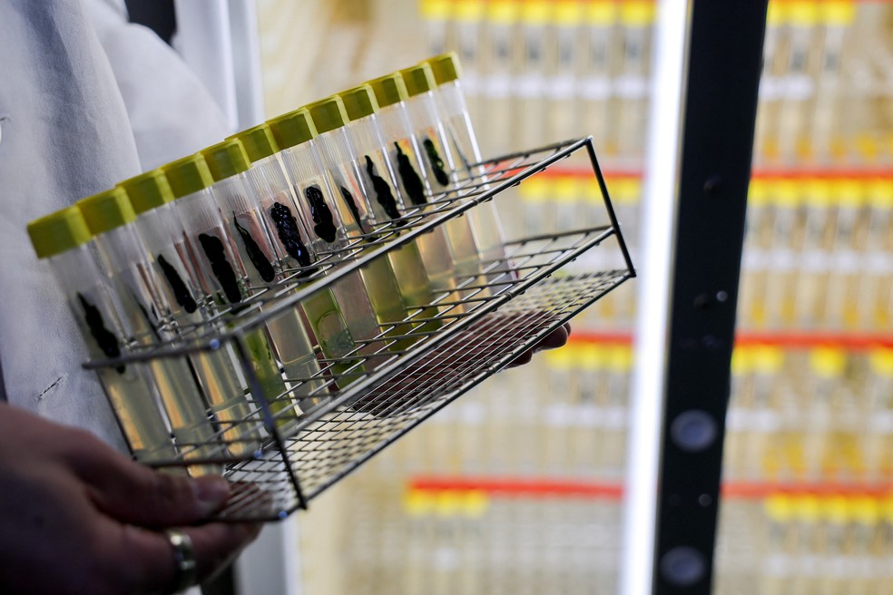 Um funcionário do laboratório segura uma amostra da alga Chlamydomonas reinhardtii no laboratório de Peter Hegemann, depois que o professor da Universidade Humboldt de Berlim recebeu o Prêmio Nobel de Medicina — Foto: REUTERS/Fabrizio Bensch