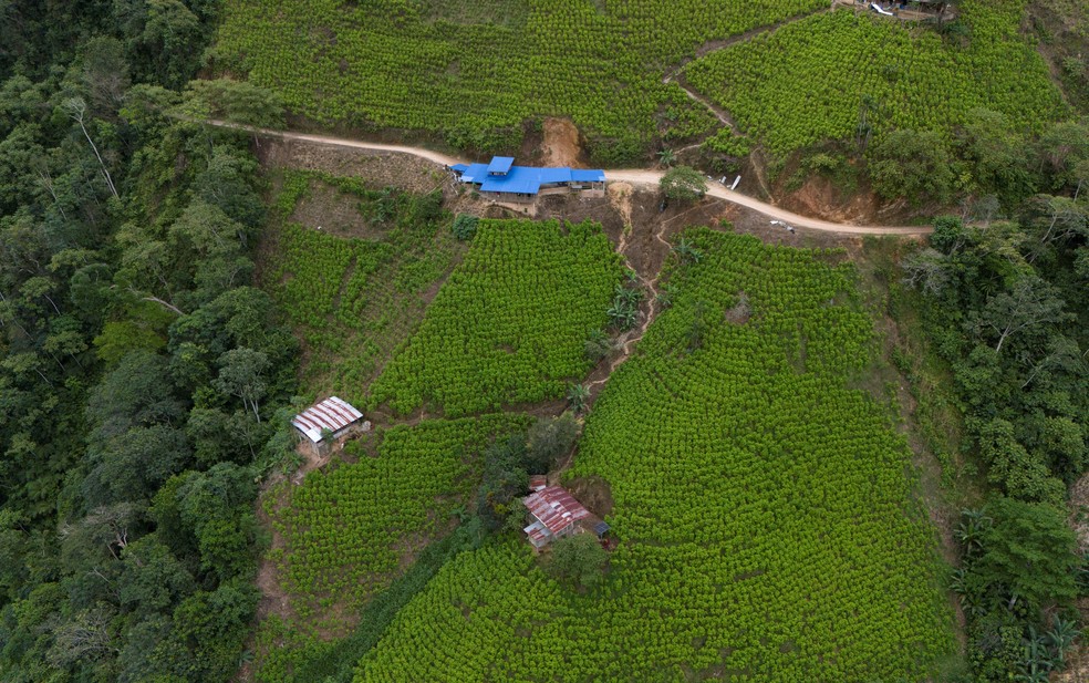 Uma visão de drone mostra plantações de coca em Canon del Micay, Colômbia — Foto: Reuters/Luisa Gonzalez