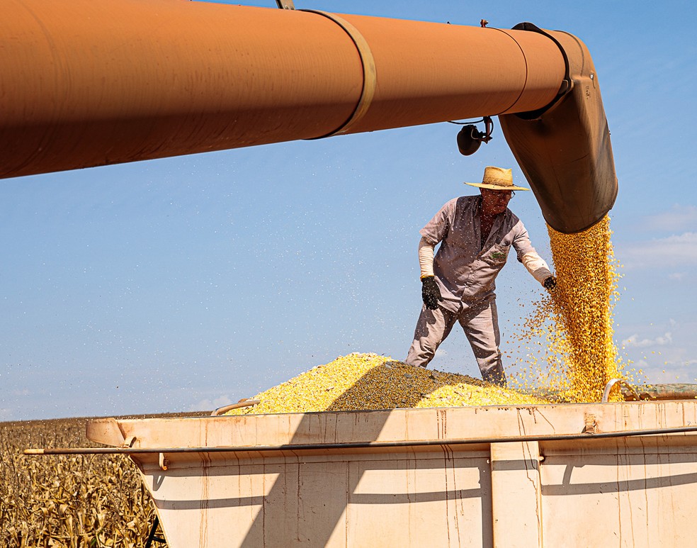 Colheita de milho em Mato Grosso: entidades publicaram ontem suas perspectivas agrícolas 2021-2030 — Foto: Secom-MT