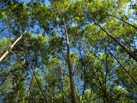 Governo exclui silvicultura da lista de atividades poluidoras