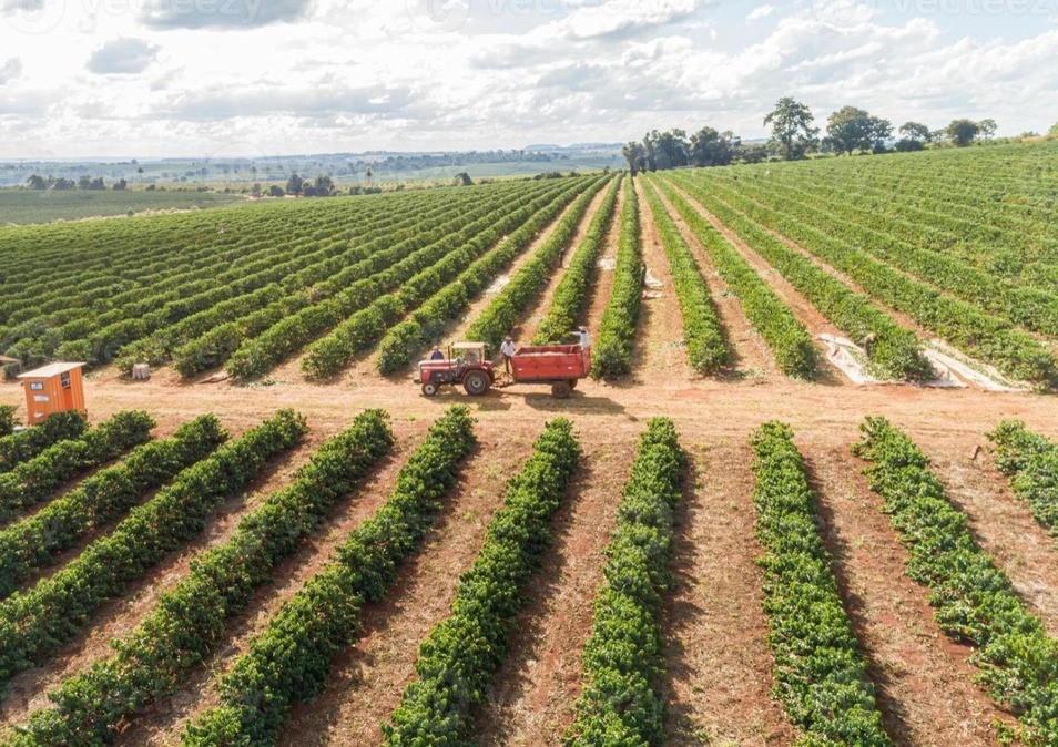 Café amazônico mira mercado premium global com projeção de R$ 108 milhões por mil hectares