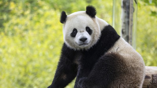 Cuidados com 'panda celebridade' causam incômodo diplomático entre Coreia do Sul e China
