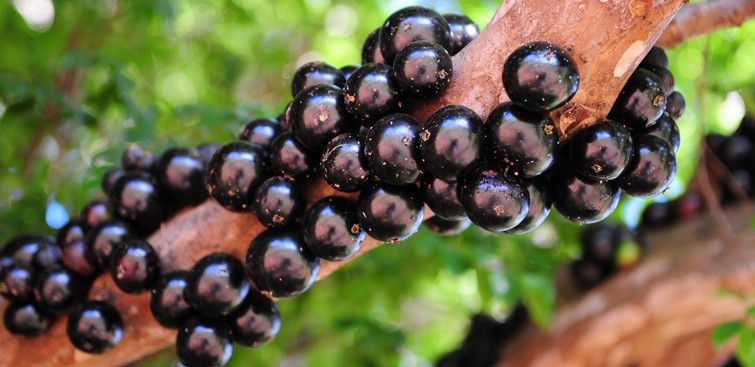 Juro real no Brasil: A jabuticaba e suas raízes