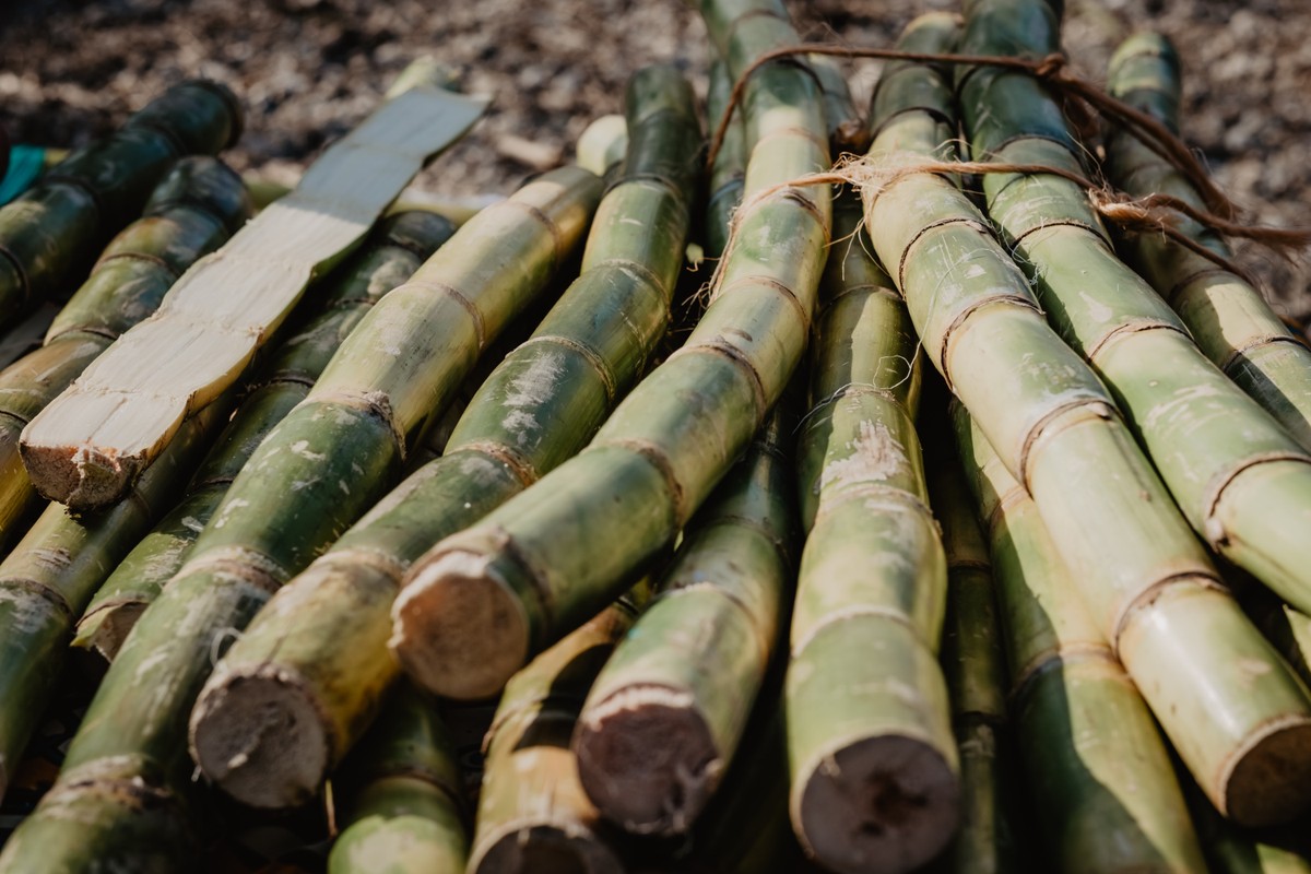 JetBio Investirá US$ 2 Bi em Biorrefinaria de Combustível Sustentável em SP
