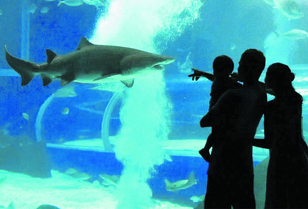 O AquaRio foi criado para aproximar os humanos dos tubarões e desmistificar o estigma de animais assassinos — Foto: Alexandre Macieira