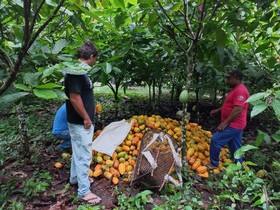 Com preços em queda, governo debate novas medidas de ajuda a produtores de cacau