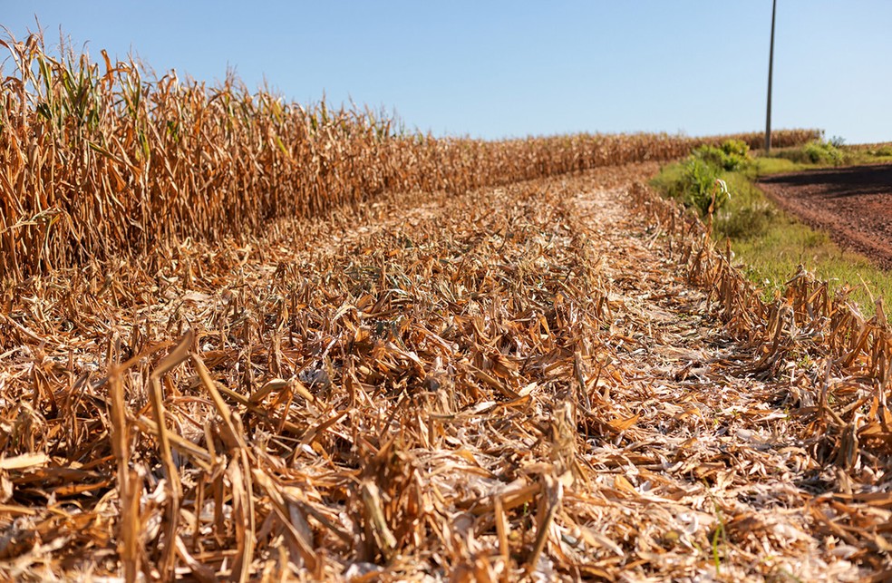 A seca prejudica plantação de grãos em Santo Ângelo (RS): já foram mais de 81 mil avisos de perdas em milho e soja no país — Foto: Gustavo Mansur/Palácio Piratini
