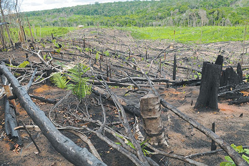 Desmatamento na região do município de Óbidos, no Estado do Pará — Foto: Claudio Belli/Valor