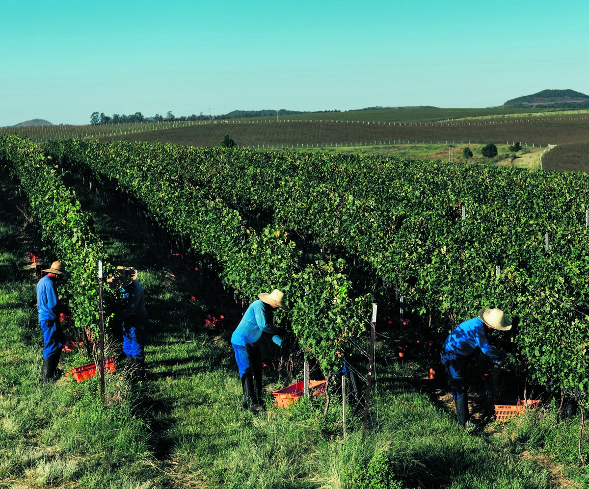 Produção de vinho sustentável ganha corpo no brasil