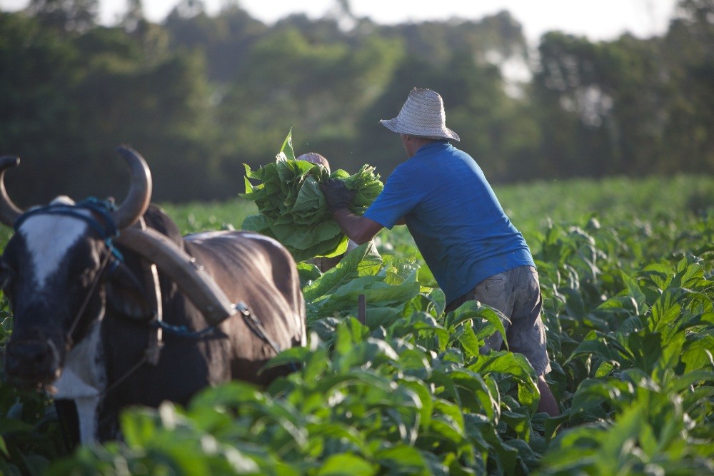 Sistema integrado de operações impulsiona competitividade do tabaco brasileiro no mercado global