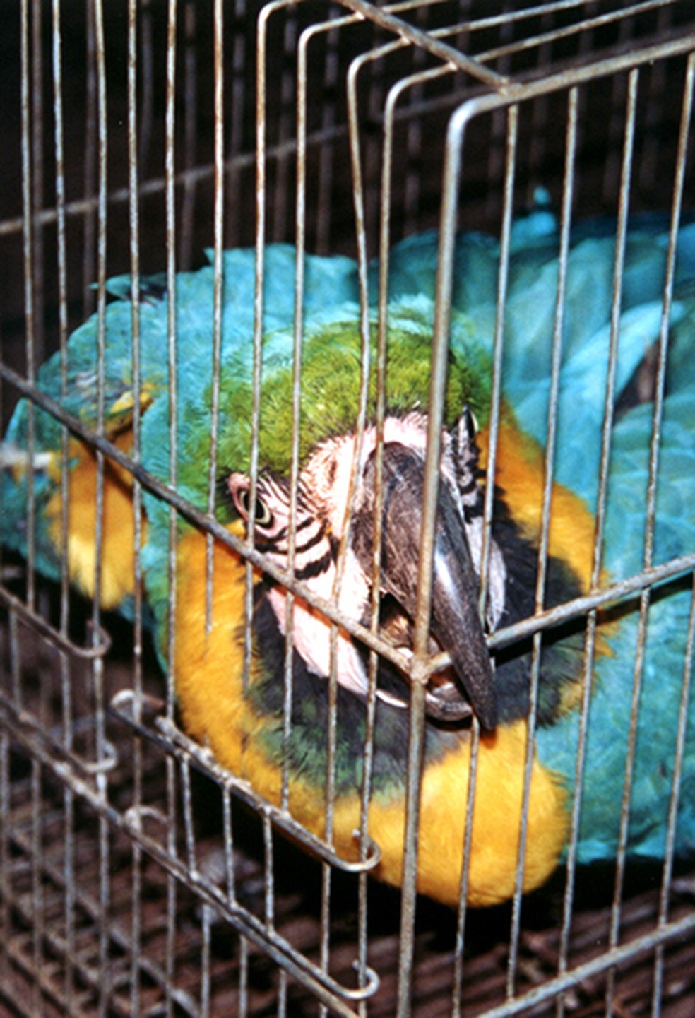 Por ano, 38 milhões de animais são retirados de seu habitat no Brasil — Foto: Divulgação/Renctas