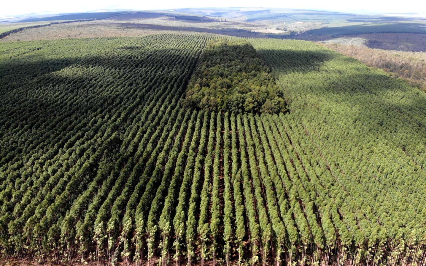 Setor florestal avança em MG e projeta ciclo 2026-2030