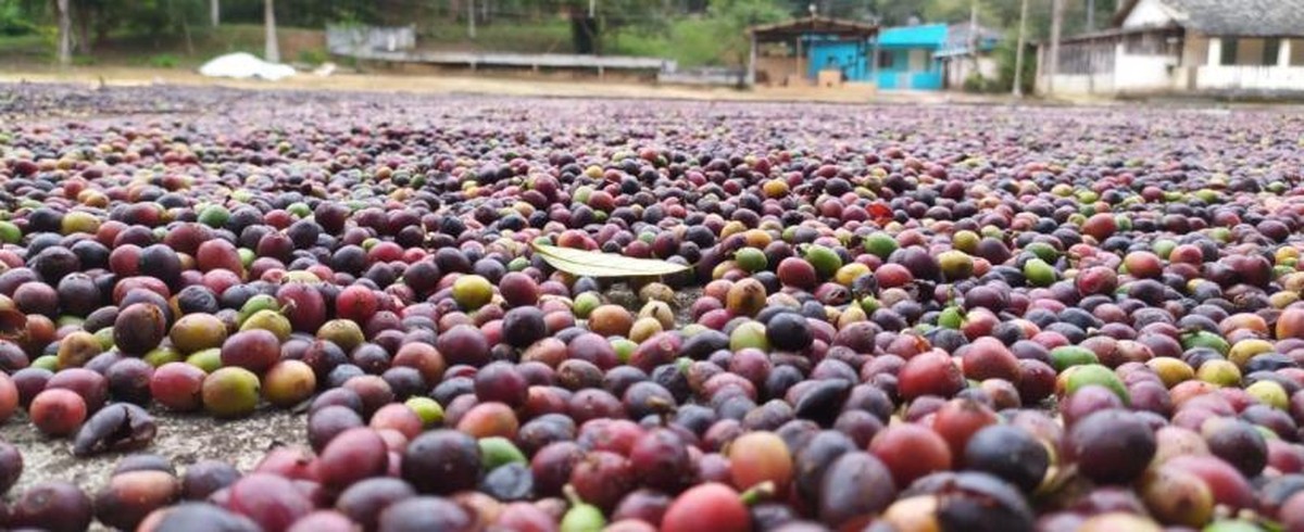 Faturamento das cooperativas agrícolas do rio cresceu 70% em 2022
