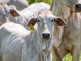 Preço do boi gordo bate recorde  com volta da China ao mercado e cota adicional americana