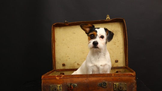 Conheça regras e direitos sobre transporte de cachorro e gato em avião