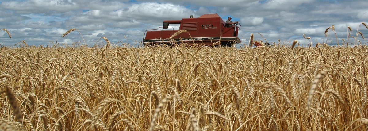 La FAO informa caída de precios alimentarios por tercer mes consecutivo en noviembre