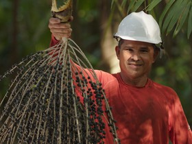 Iniciativas contribuem para a preservação da Amazônia