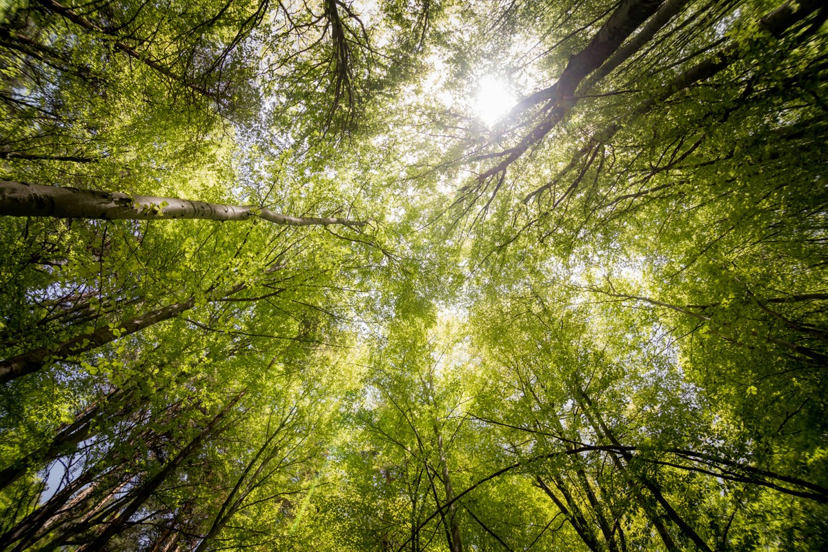 Em destaque: Os avanços da COP 17 no Fundo Cáli, que se abastece de natureza e ciência