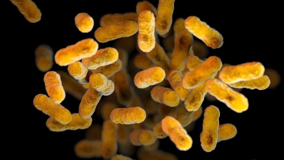 Imagem da bactéria Bordetella pertussis, que causa a coqueluche — Foto: CDC