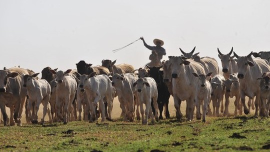 São Félix do Xingu (PA) segue líder em rebanho bovino no Brasil
