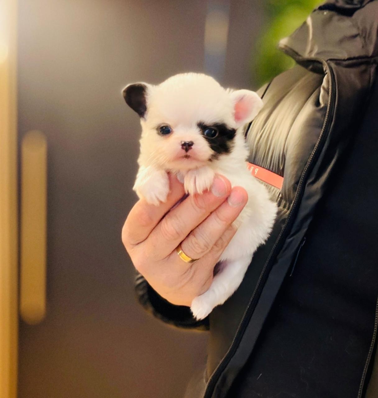 Canil Benatti se consolida como referência nacional em criação responsável de cães de alto pedigree