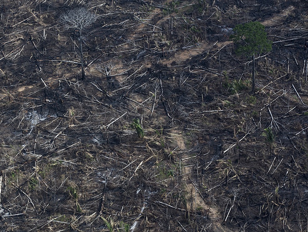 Desmatamento — Foto: Edilson Dantas/Agência O Globo