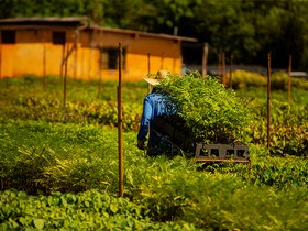 BNDES e Instituto Clima e Sociedade fecham parceria para ampliar restauração de biomas 
