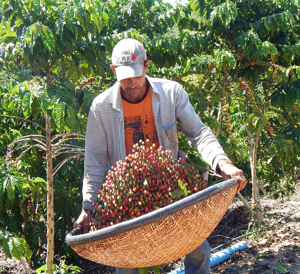 Abertura da colheita do Café Conilon no Estado é realizada em
