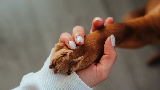 TJMG: Clínica veterinária deve indenizar tutora por fuga de cachorro