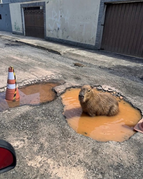 Como uma capivara feita com IA fez uma prefeitura consertar um buraco no meio da rua