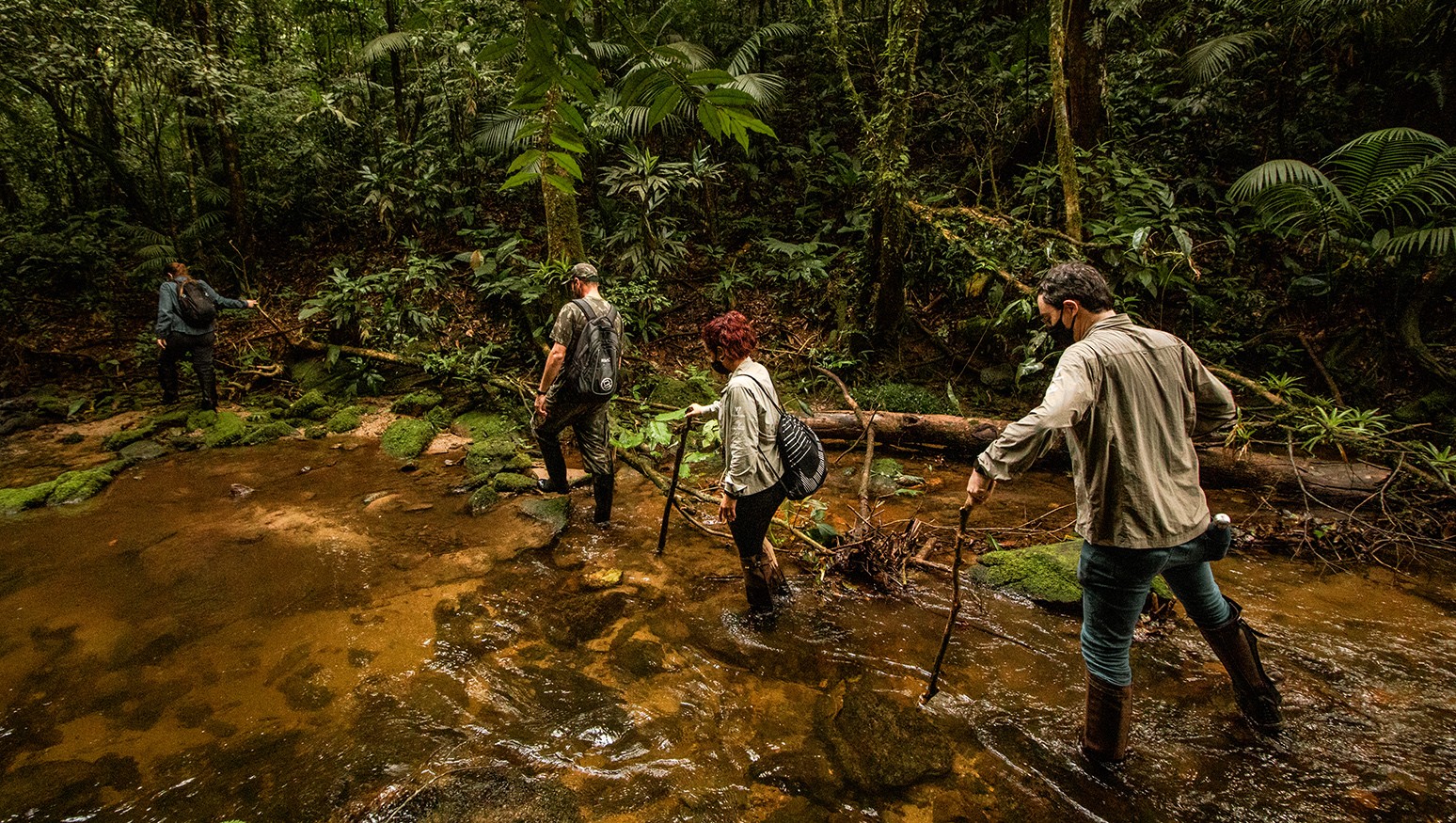 Mata Atlântica tem queda histórica no desmatamento