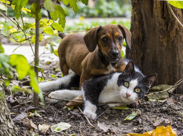 Dia dos animais: jogo da velha cães e gatos - Blog Espaço Educar
