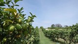 Goiaba o ano todo: sistema usado para uvas estende período produtivo da fruta