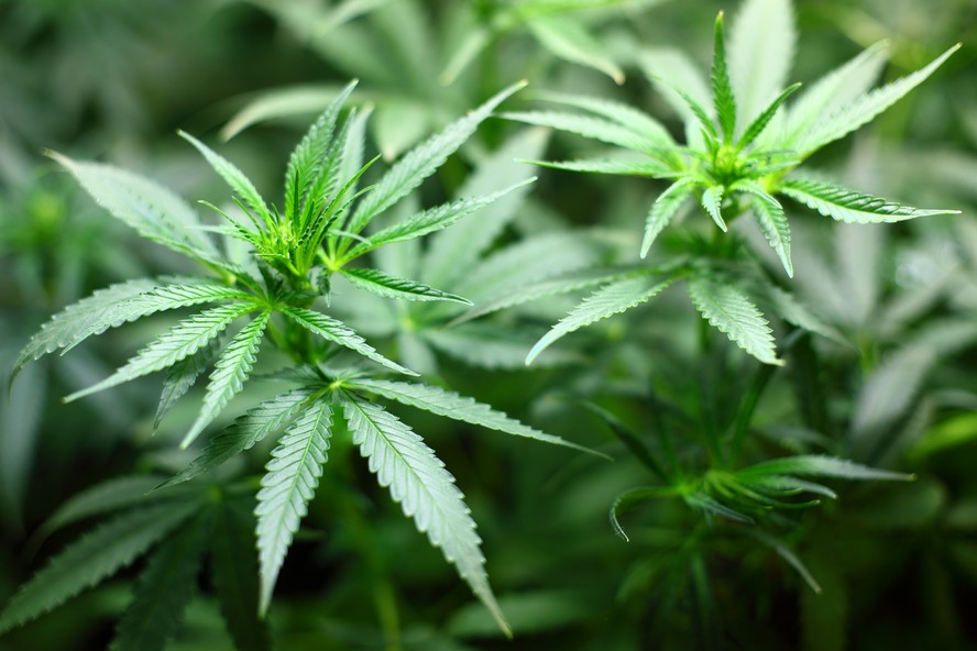 Uso medicinal tem sido destaque nas discussões sobre liberação da cannabis, mas outros setores miram potencial de mercado para a planta