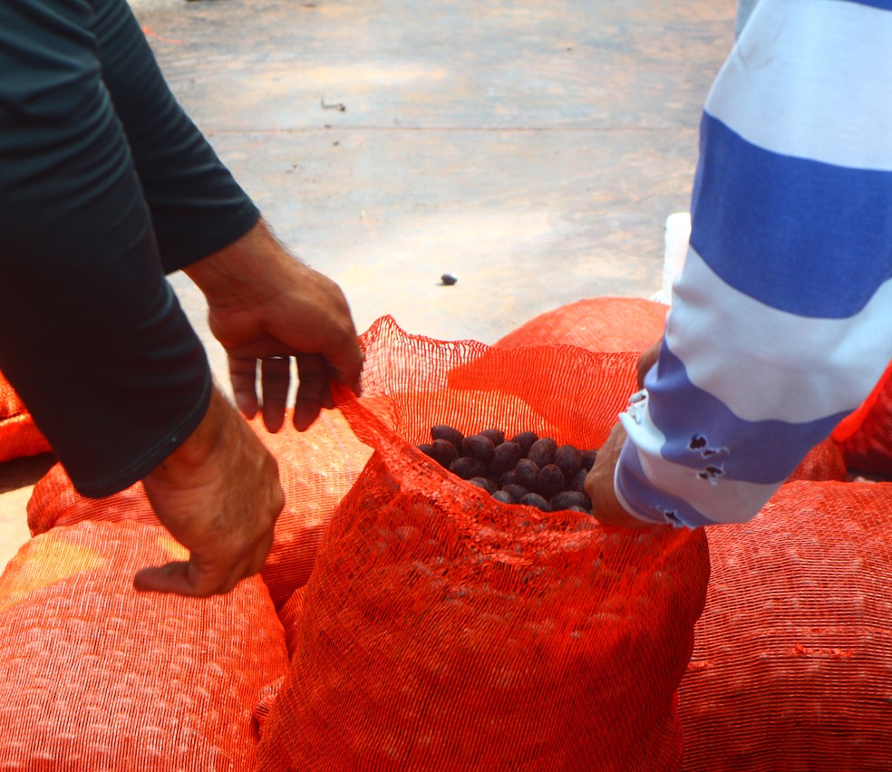 Os frutos de patauá, da Reserva Extrativista Médio Juruá (AM), são usados como matéria-prima pela Natura — Foto: Renata Cunha/Natura