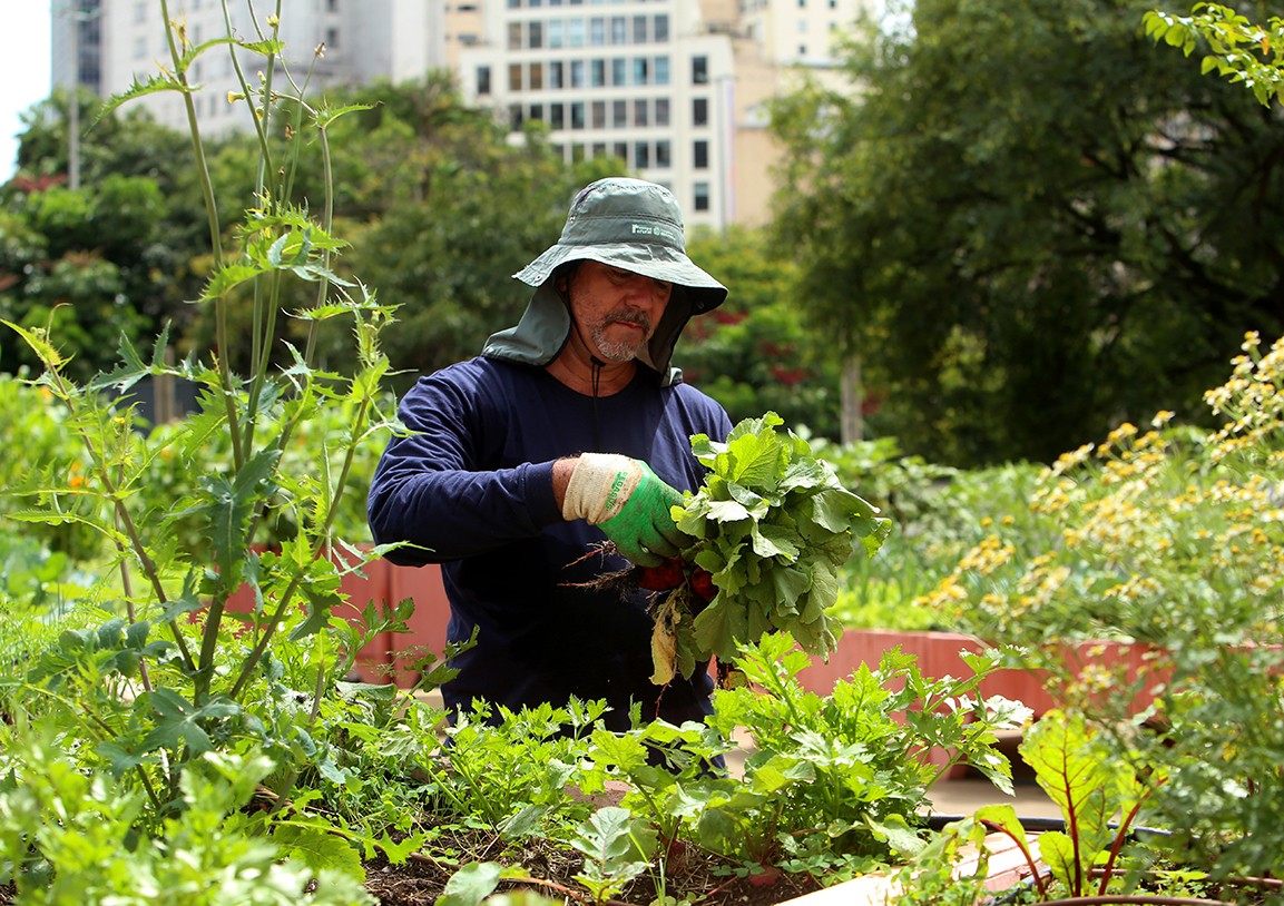 Horta em áreas urbanas melhora clima e nutrição