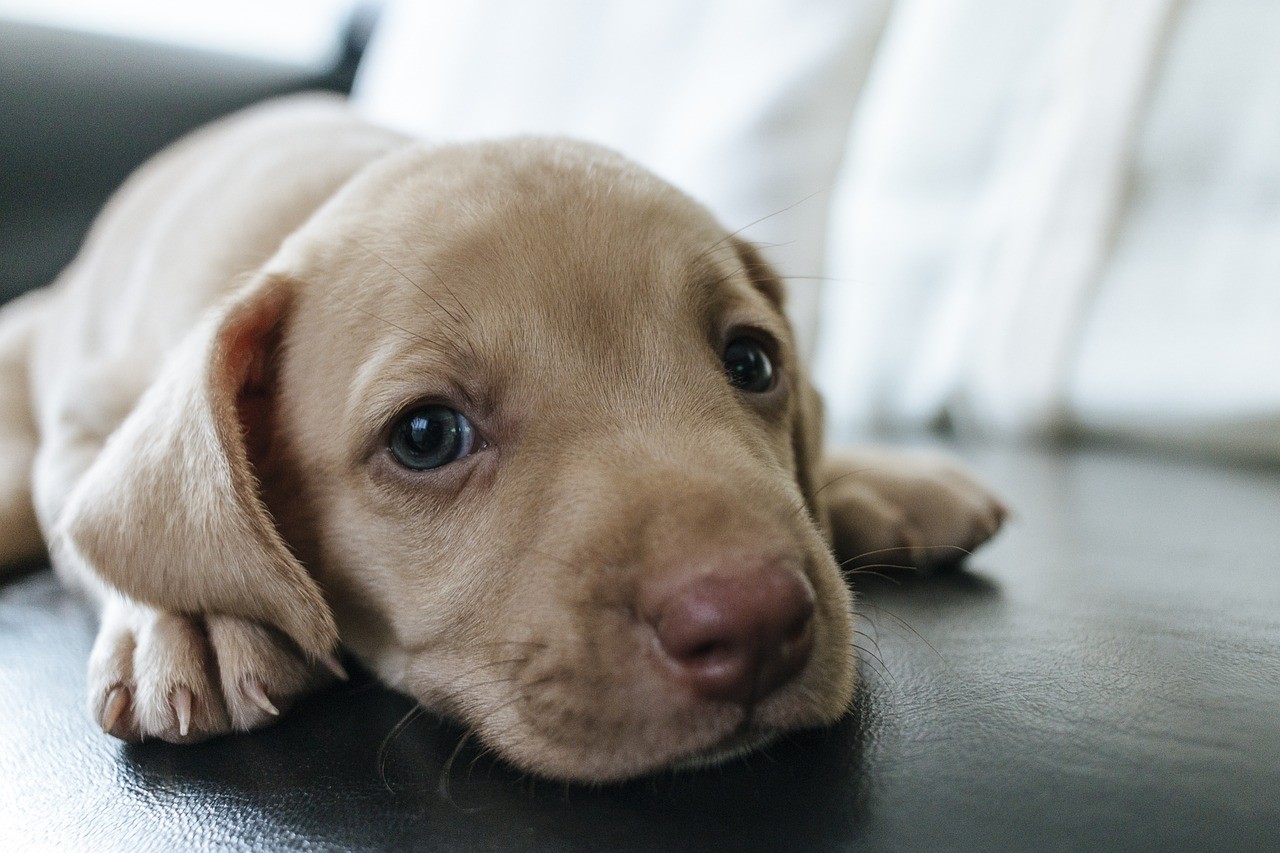 Posso levar cachorro para votar comigo?