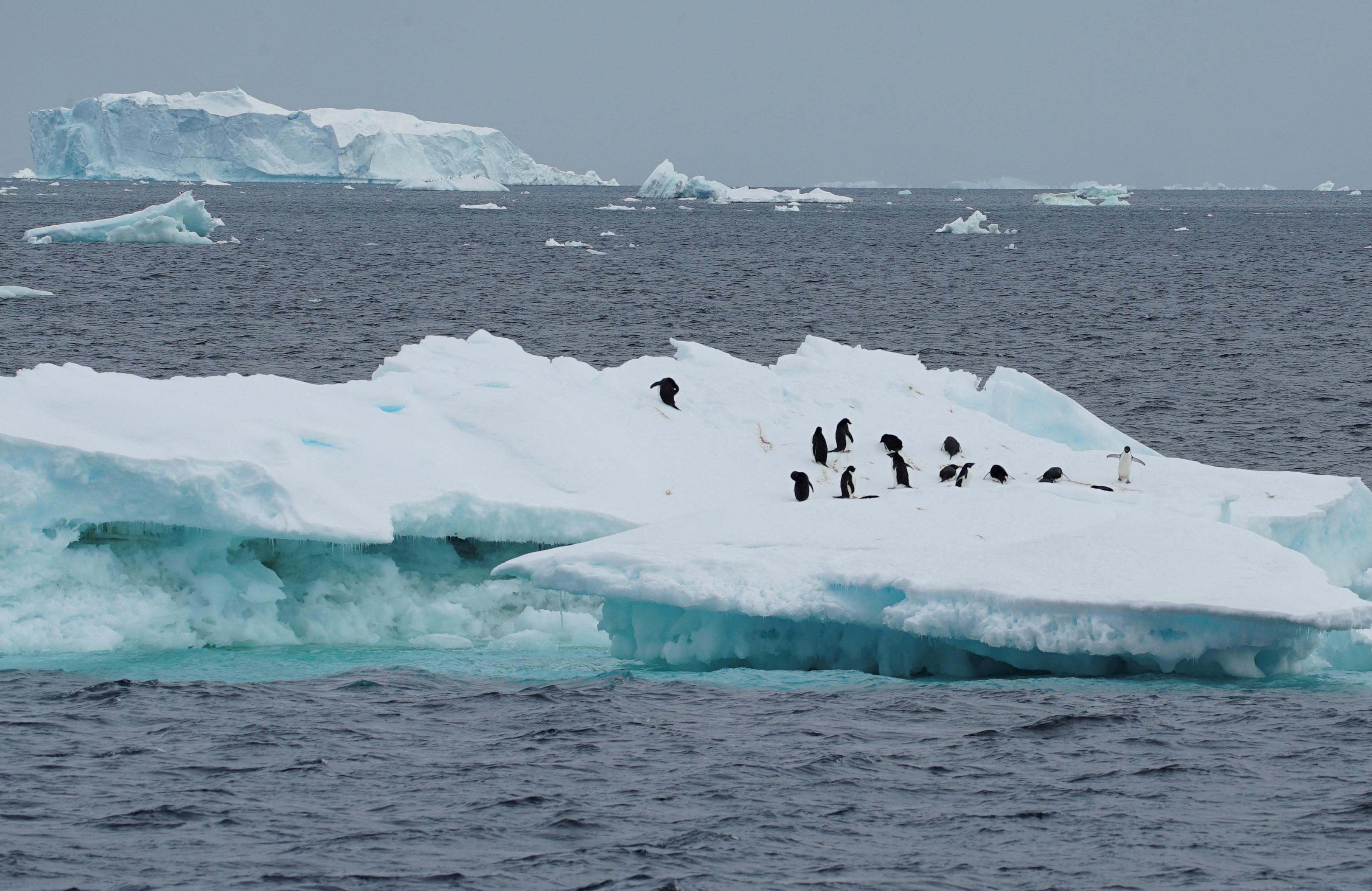 Surto de hantavírus expõe boom do turismo na Antártica
