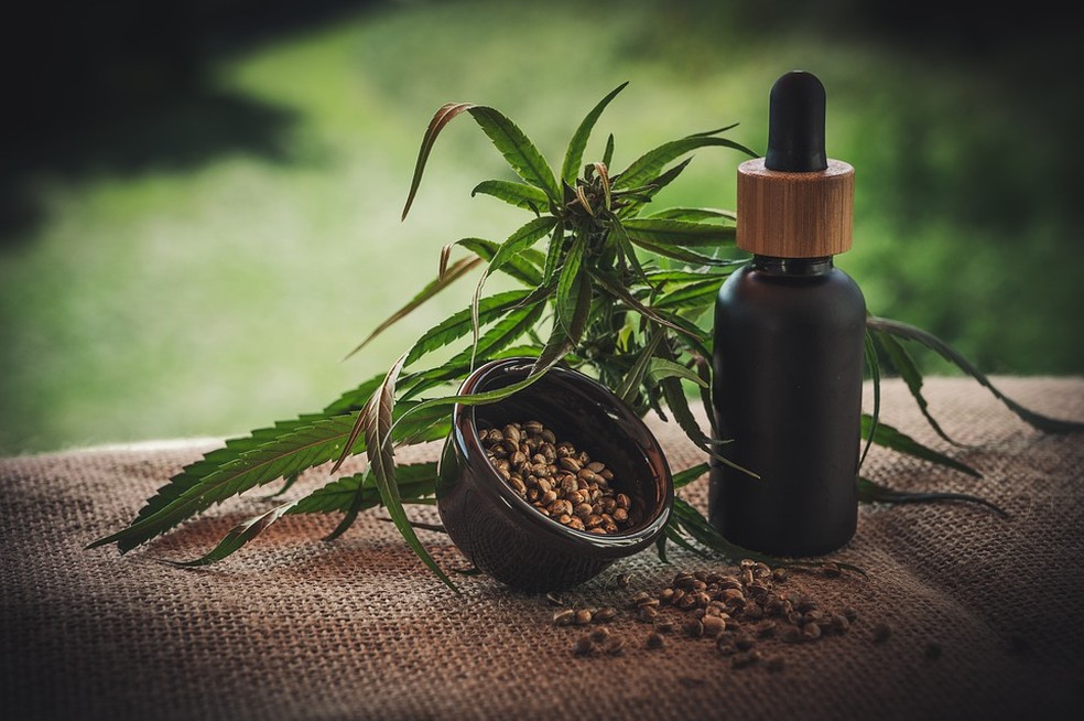 O canabidiol é uma das substâncias encontradas na Cannabis sativa, conhecida como maconha — Foto: Pixabay