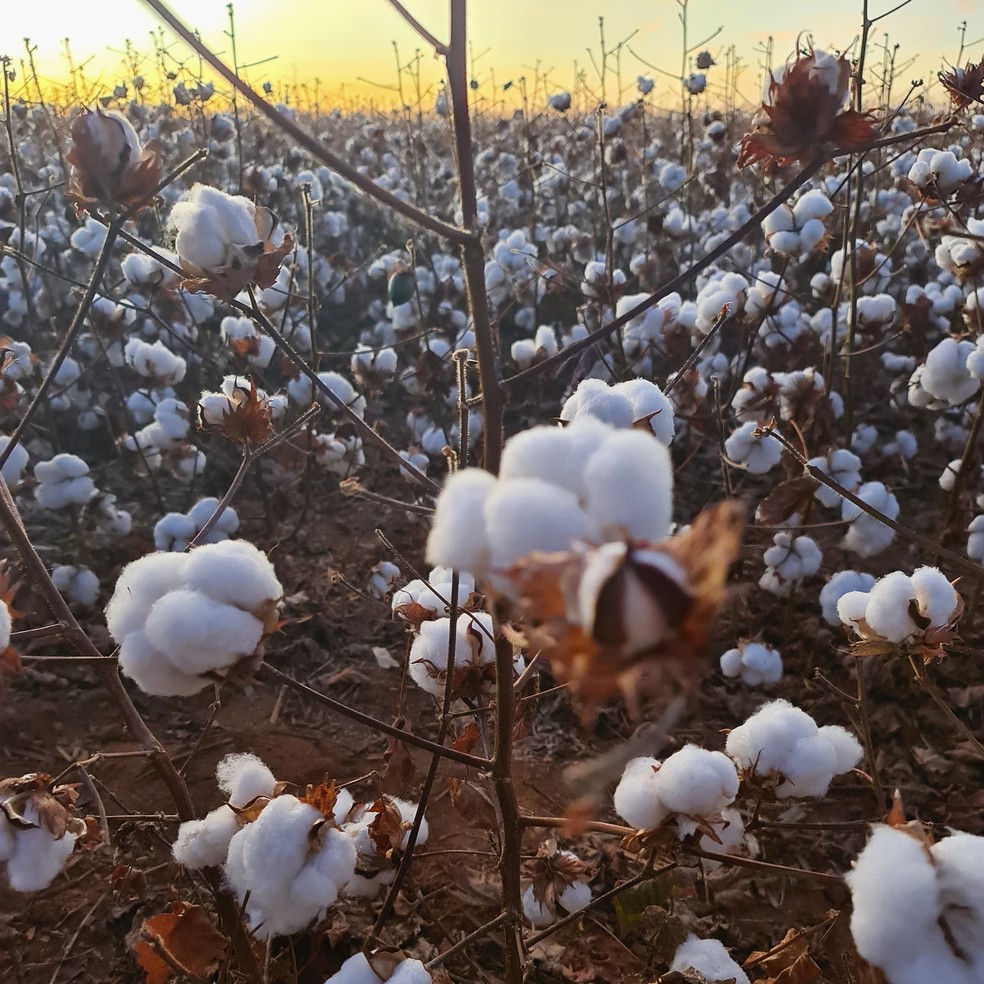 Lavoura de algodão em Campo Verde (MT) — Foto: Fernanda Pressinott / Valor