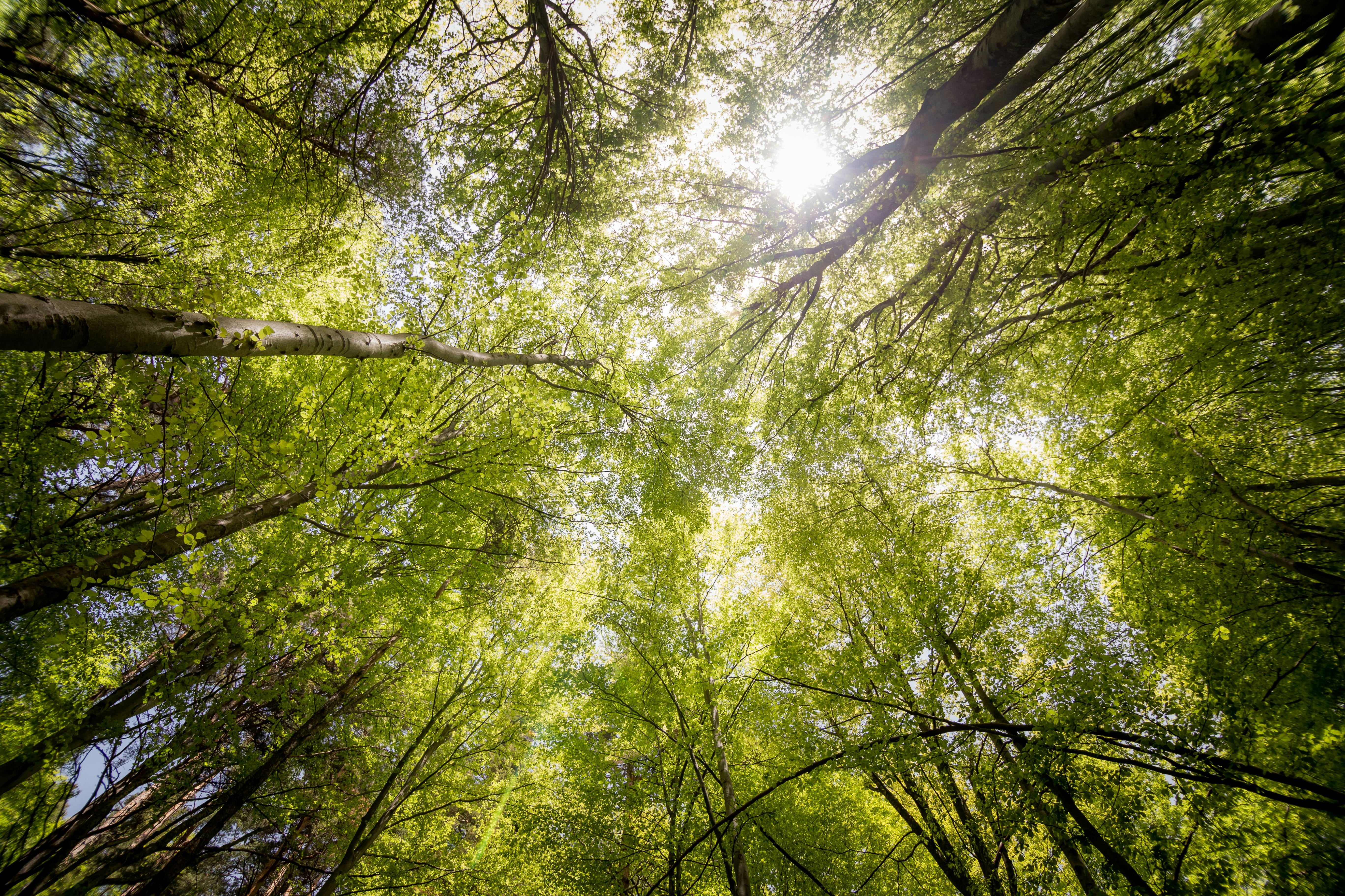 Os avanços da COP 17 no Fundo Cáli, que se abastece de natureza e ciência