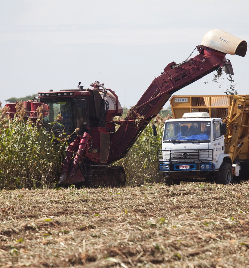 O manejo correto é essencial para que a planta renda 2,5 mil litros por hectare — Foto: Embrapa/Divulgação