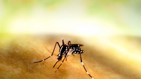 Brasil registra 1.385 mortes por dengue em 2024 e ultrapassa total registrado em 2023