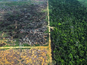 Por hora, Brasil derruba 30 Maracanãs de árvores