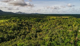 Agroflorestas ganham escala e já atraem bilhões em investimentos