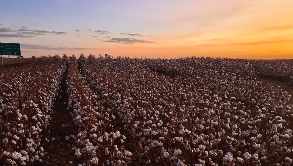Lavoura de algodão no Brasil: de todas as commodities agrícolas negociadas nas bolsas internacionais, nenhuma desvalorizou-se mais do que a pluma em 2022 — Foto: Fernanda Pressinott/Valor