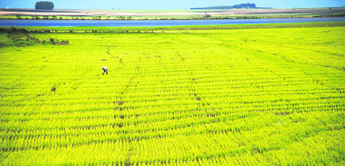 Guerra no Irã faz preço de fertilizantes disparar 50%, ameaçando produção global de alimentos | Mundo